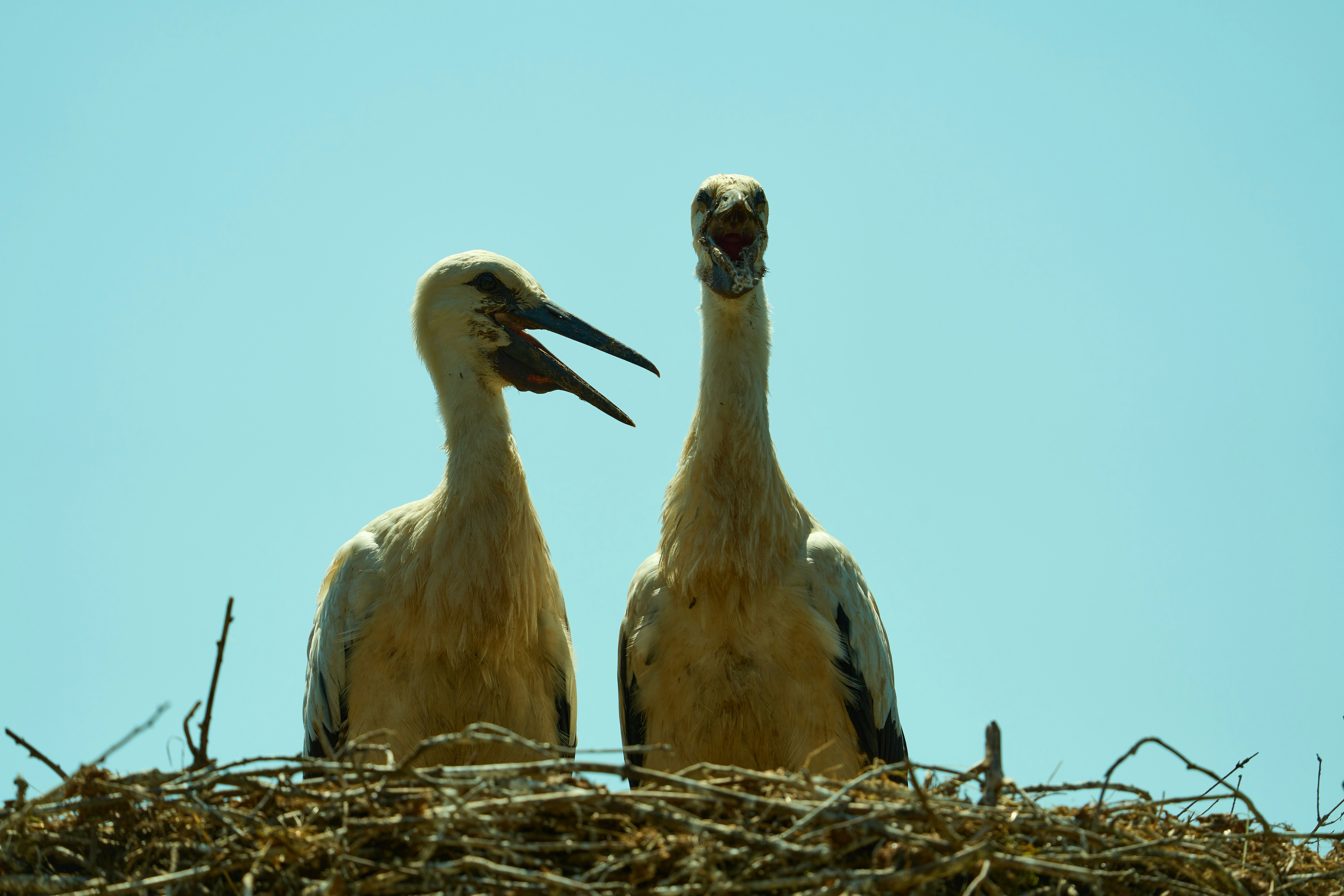 Photo by wolfgang_hasselmann