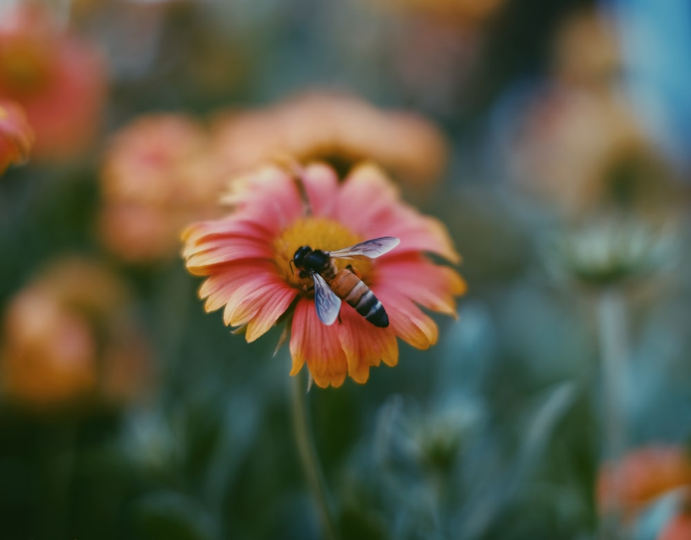 a bee on a flower