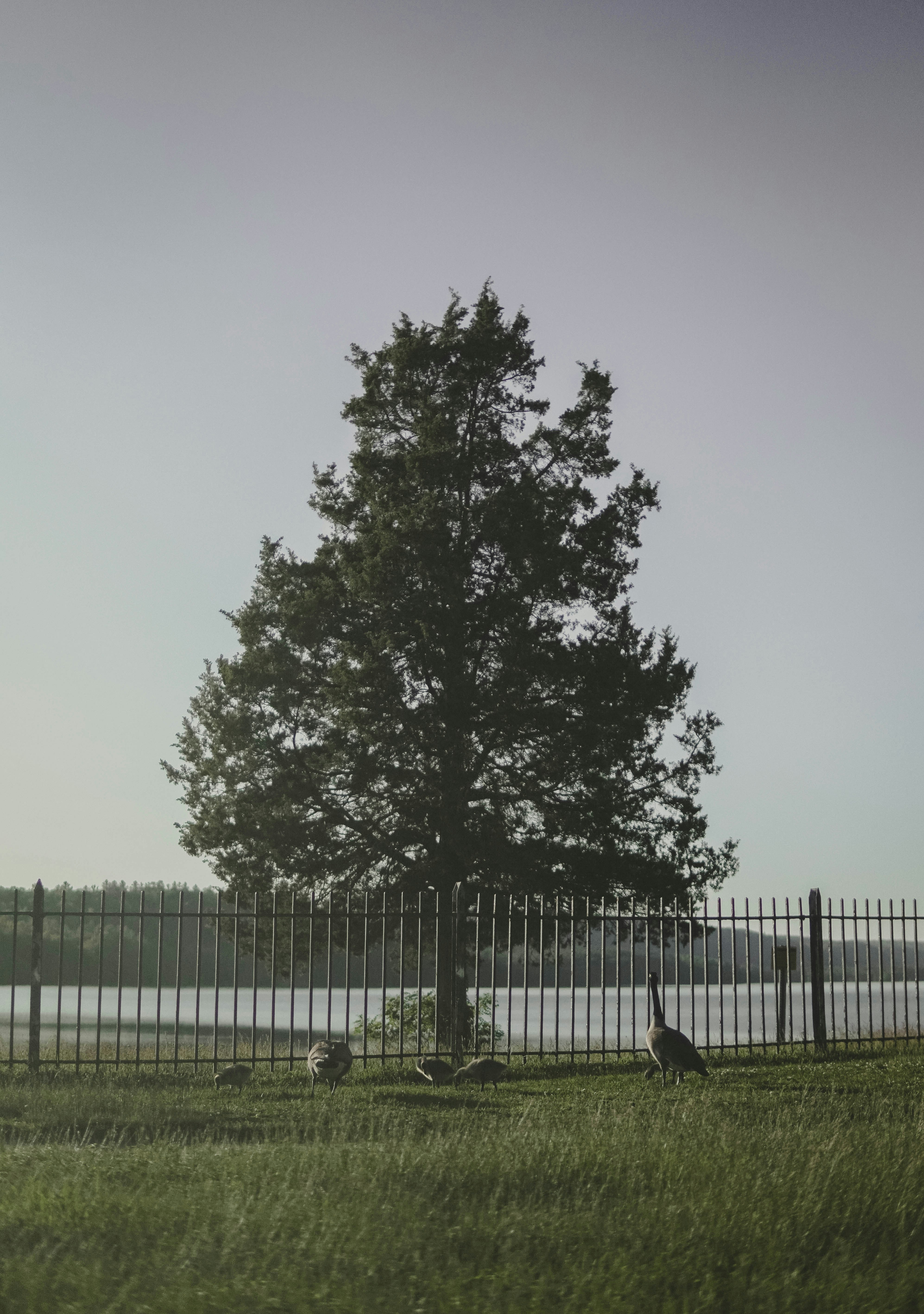a tree in a grassy field