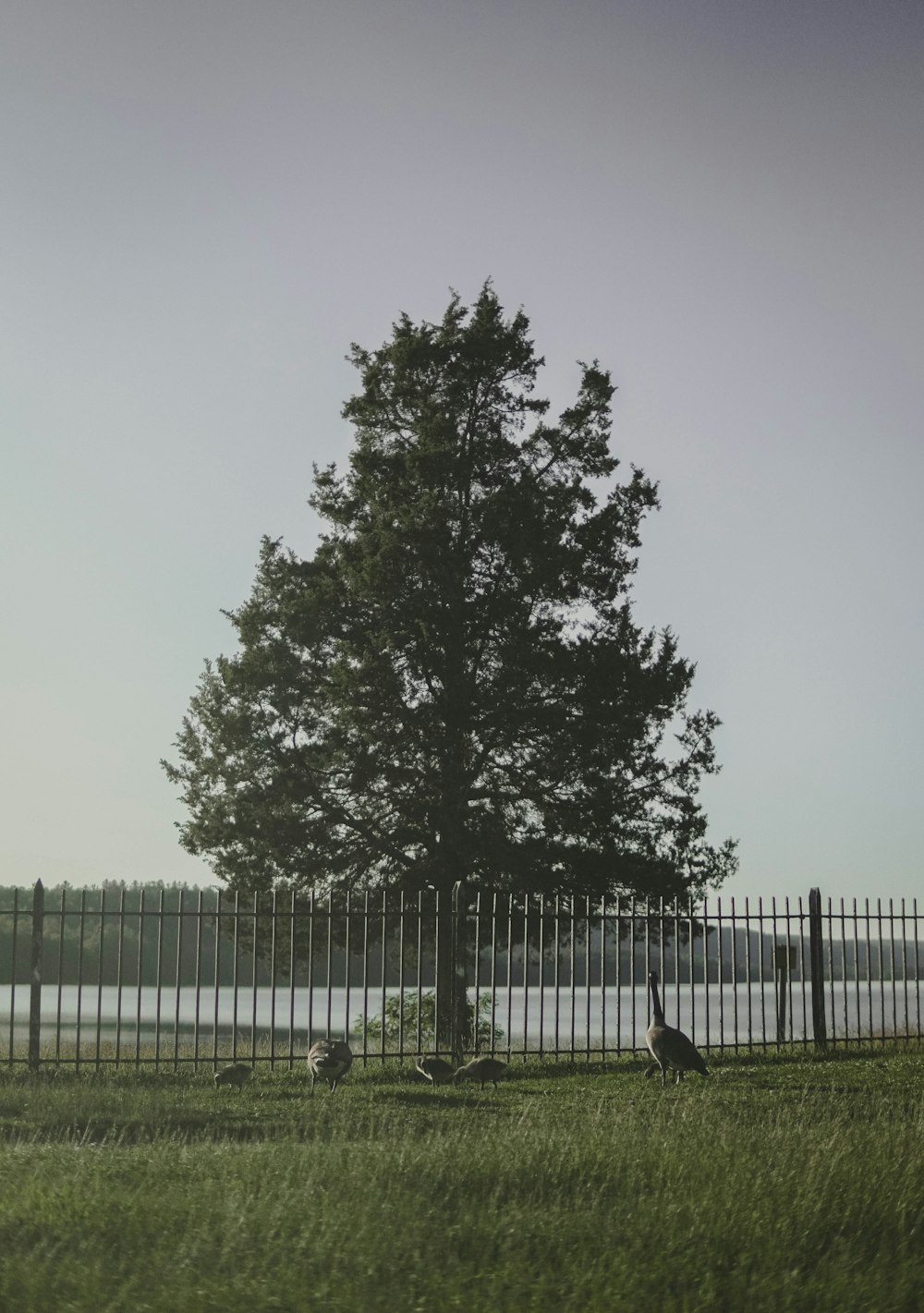 a tree in a grassy field