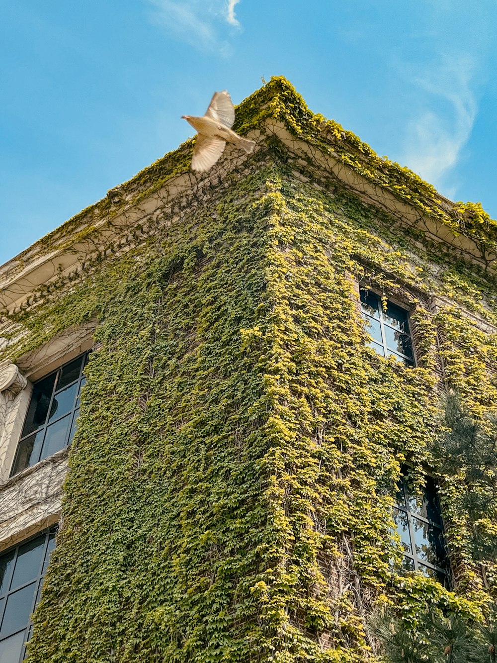 a building covered in ivy