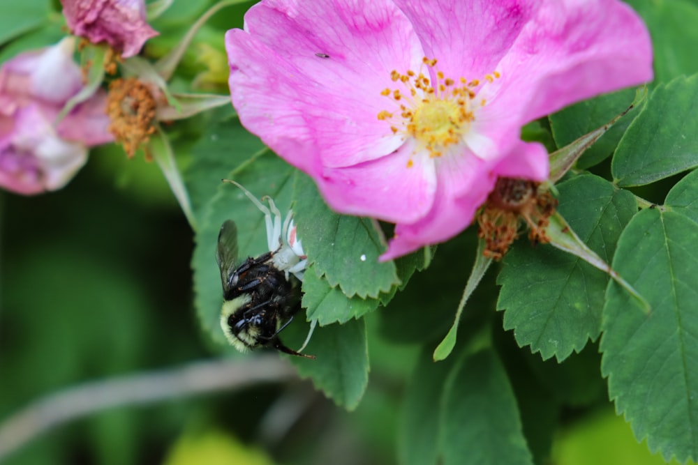 a bee on a flower