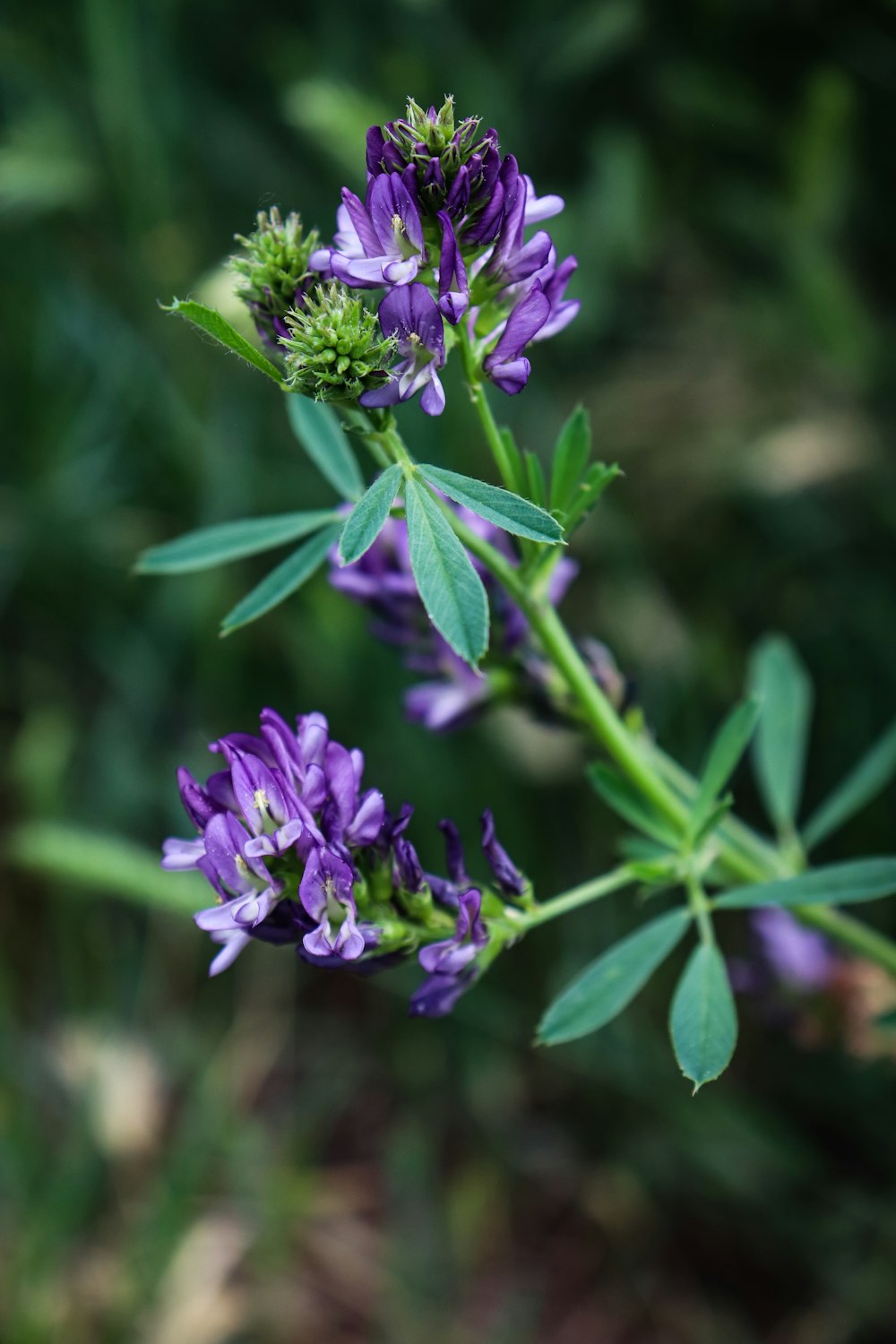 a close up of a purple flower