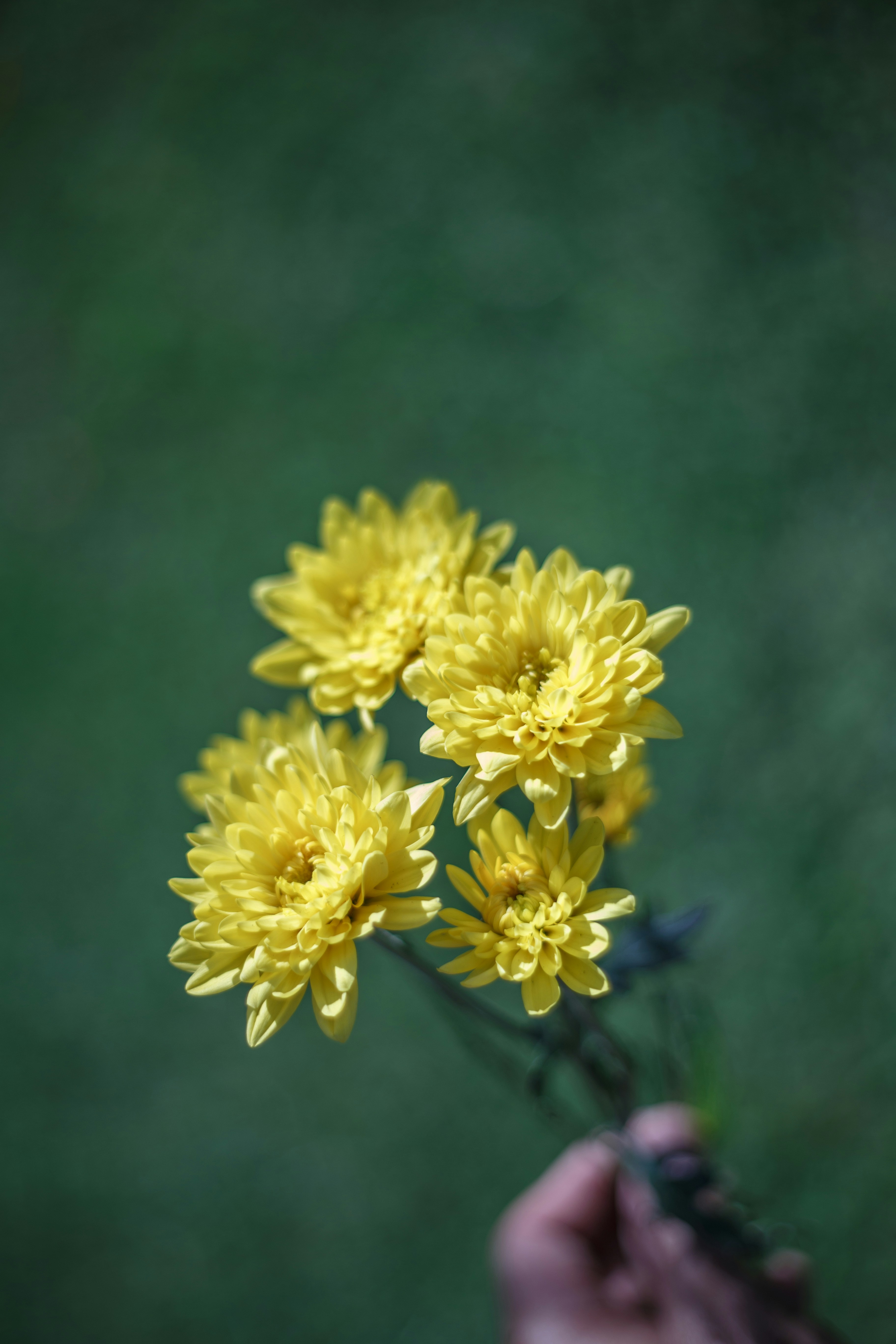 Photo by hectorfalcon