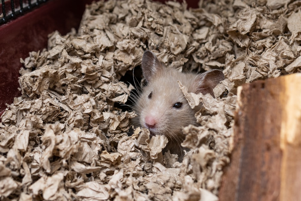 two rodents in a pile of leaves