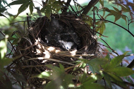 A serene image of a bird's nest dish prepared with care.