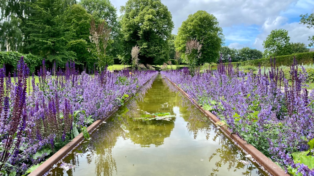 um lago cercado por flores roxas