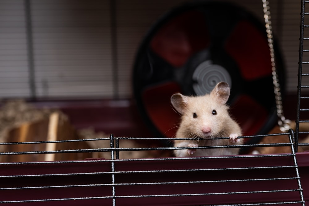 Un ratón blanco en una jaula