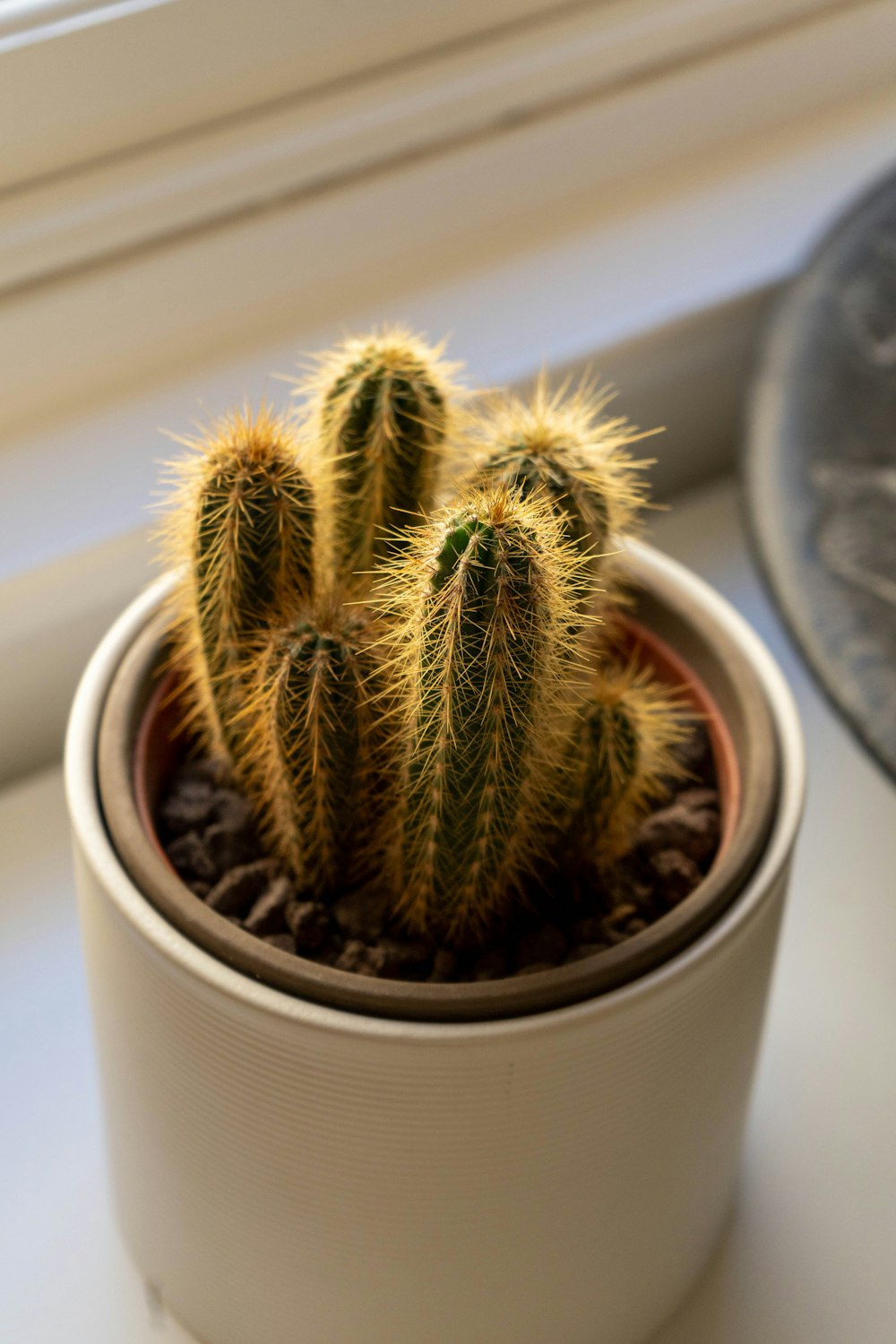 a cactus in a pot