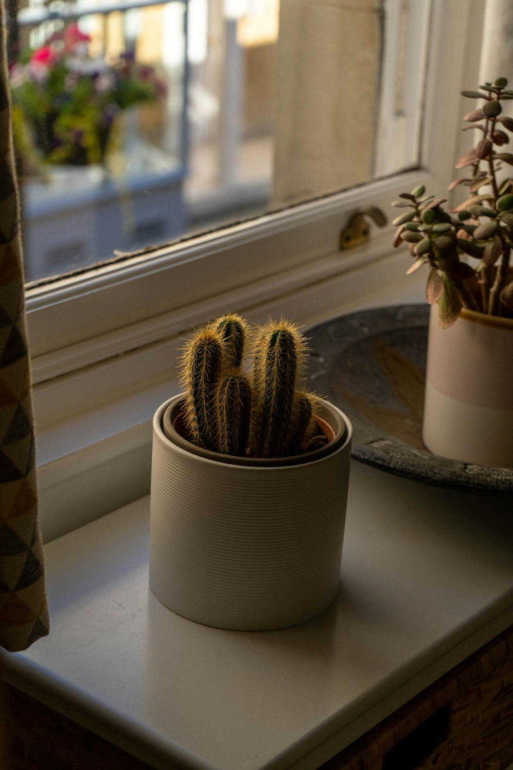 a cactus in a pot