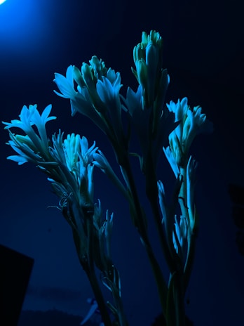 A bright and inviting display with white and blue tones for the sixth category.