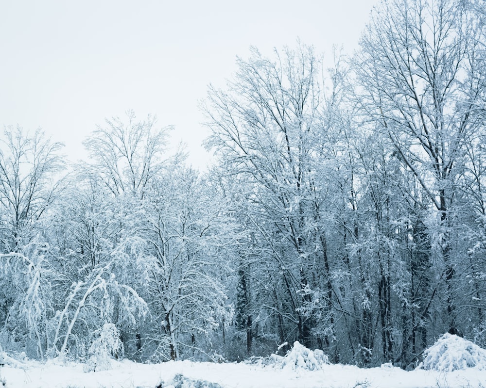 a group of trees covered in snow