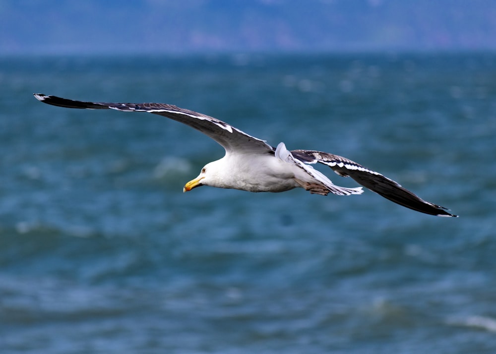 a seagull flying over water