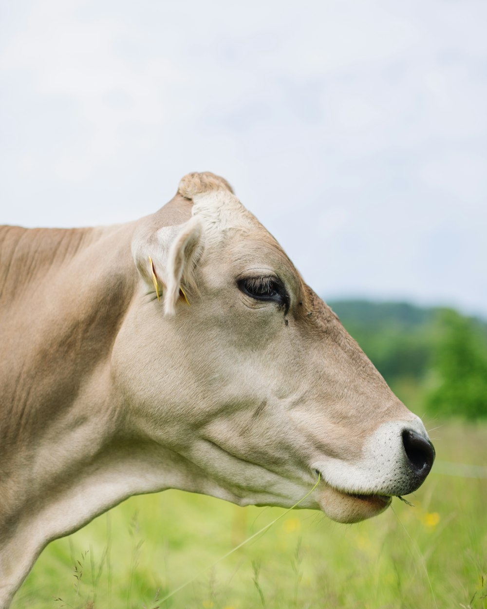 a cow in a field