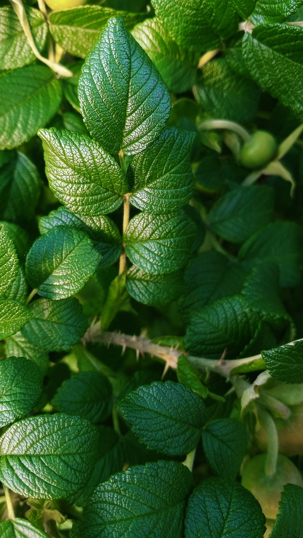 a close up of a plant