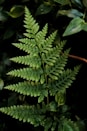 a close up of a green plant