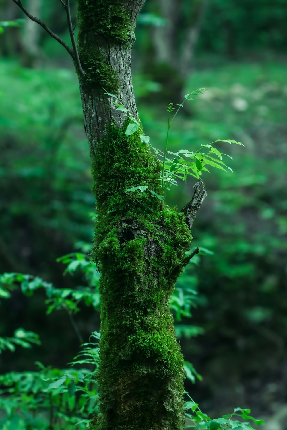 a tree trunk with a lizard on it