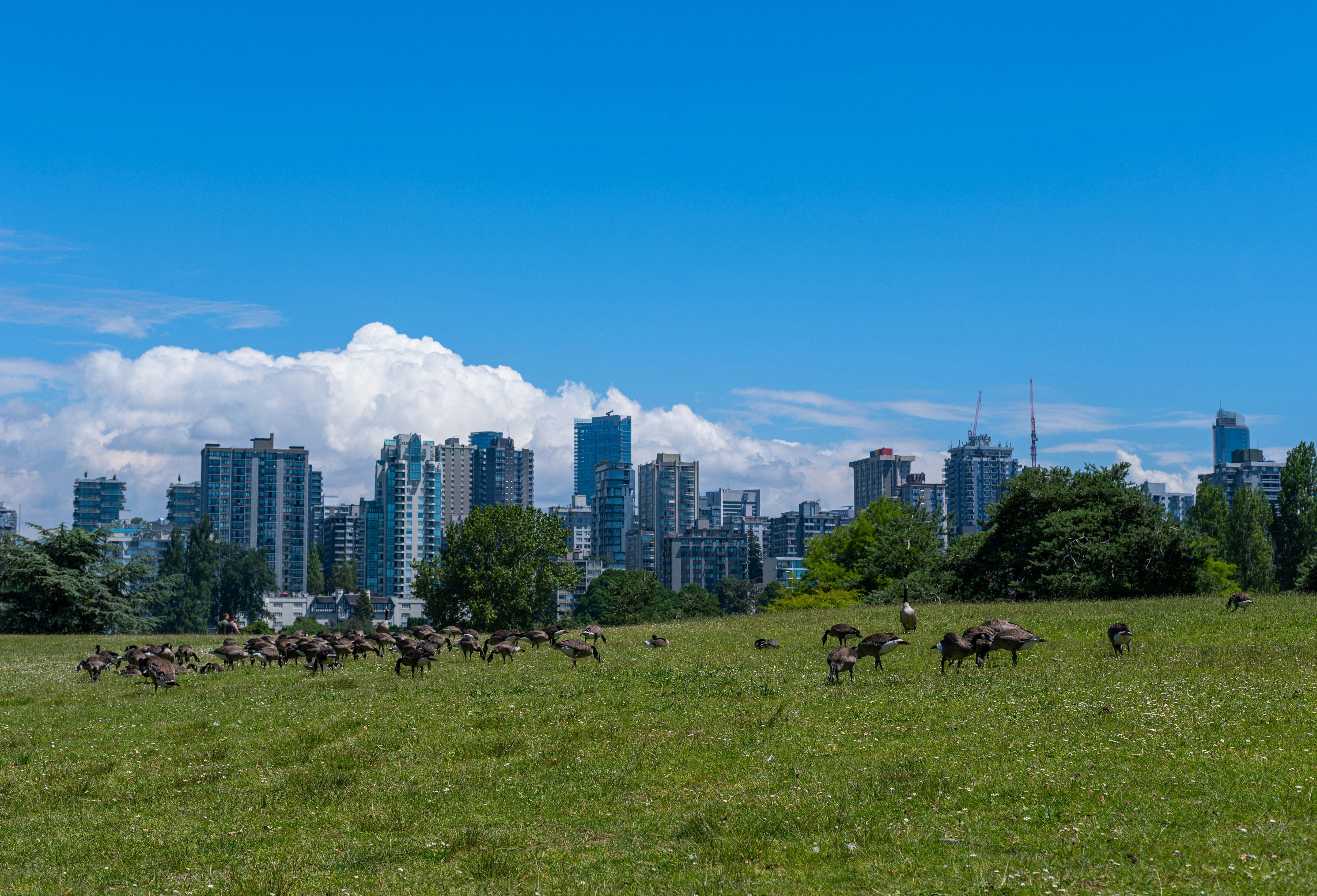 Un grupo de animales en un campo con una ciudad al fondo
