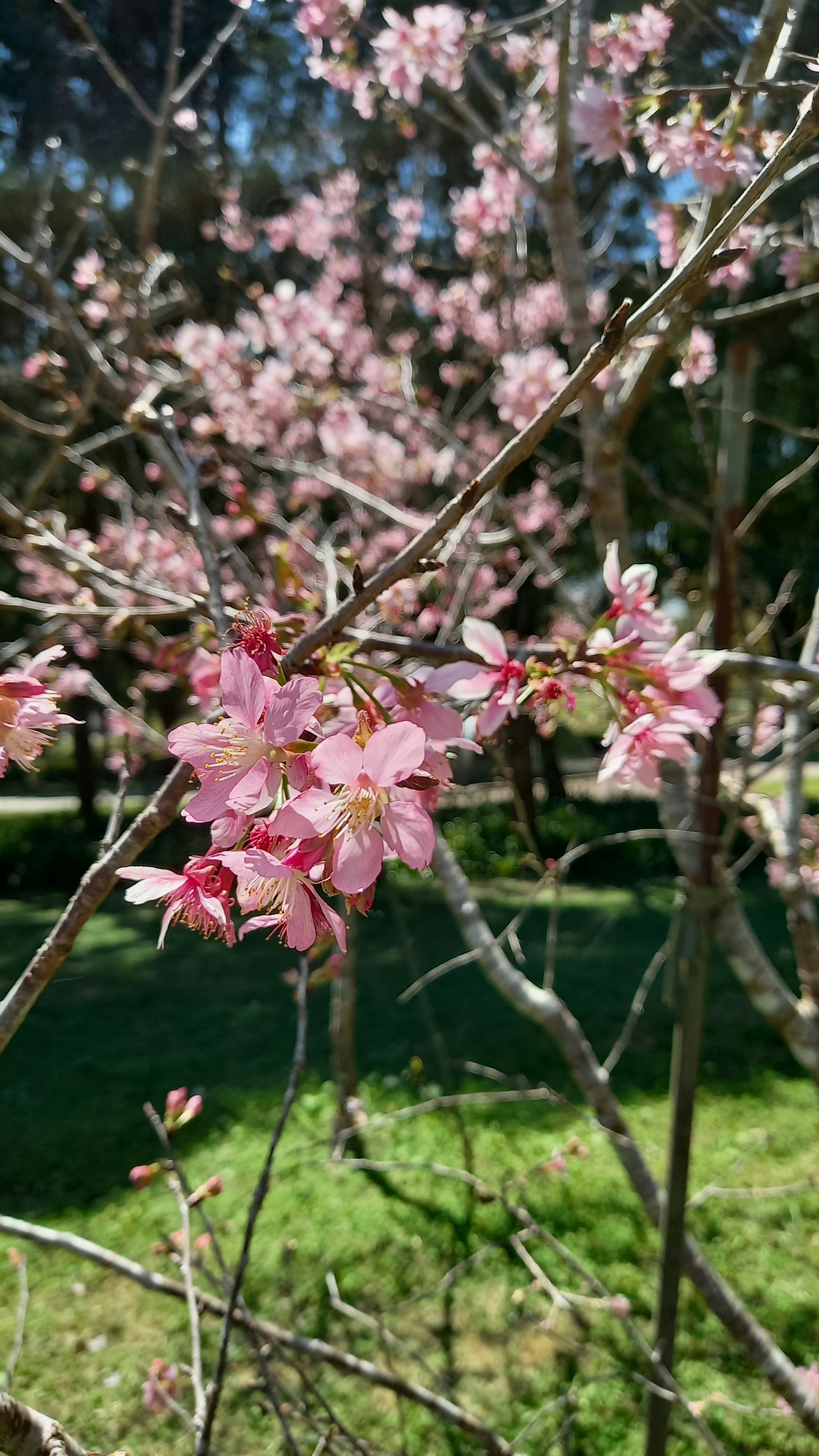 A close up of a tree branch with pink flowers photo – Free Image on ...