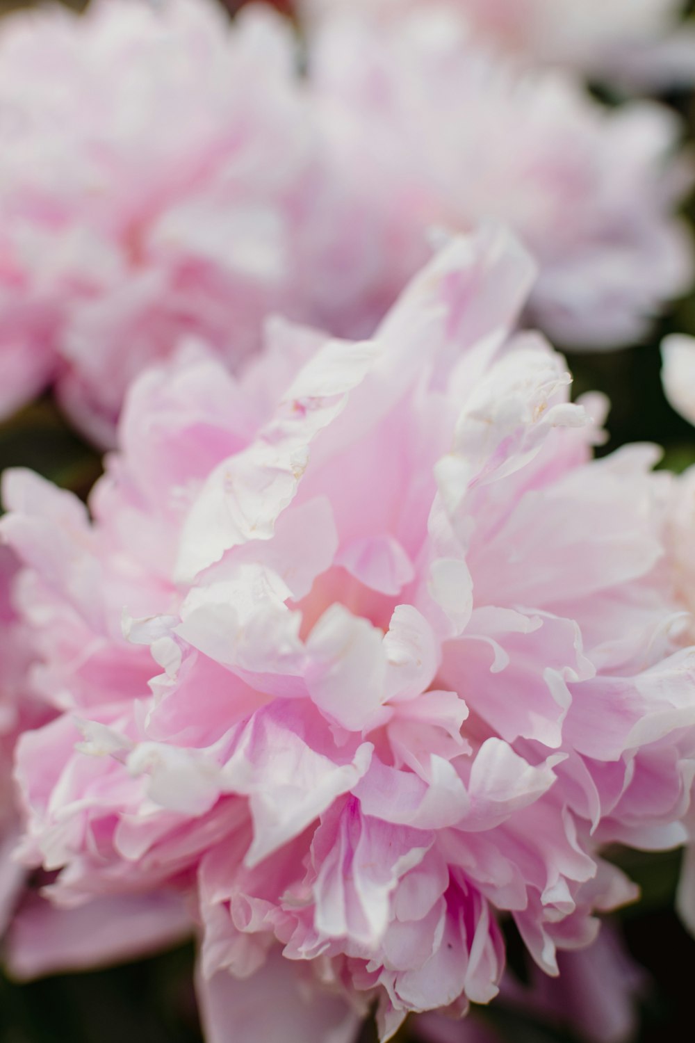 a close up of a flower