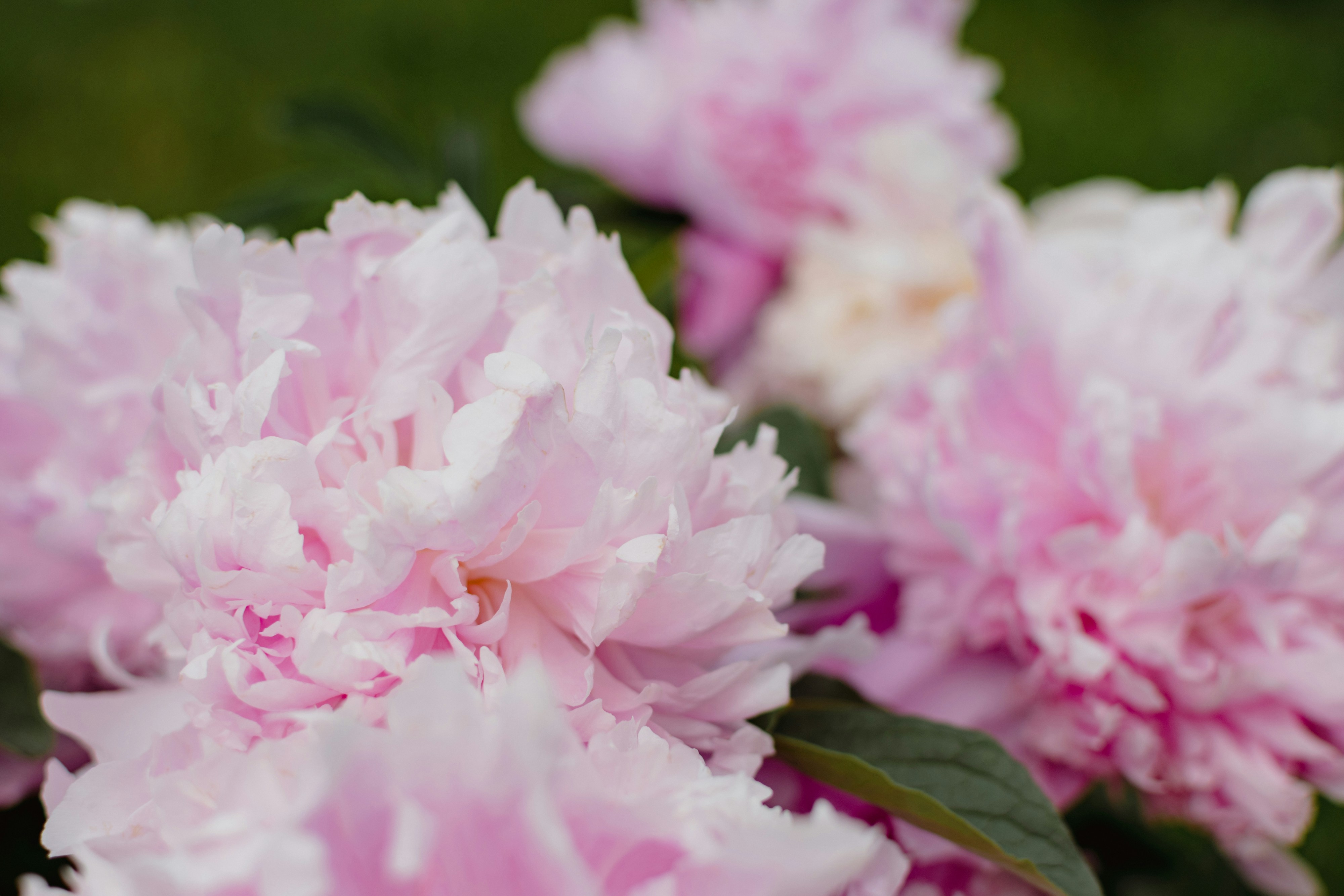 Photo by missmeg_mac