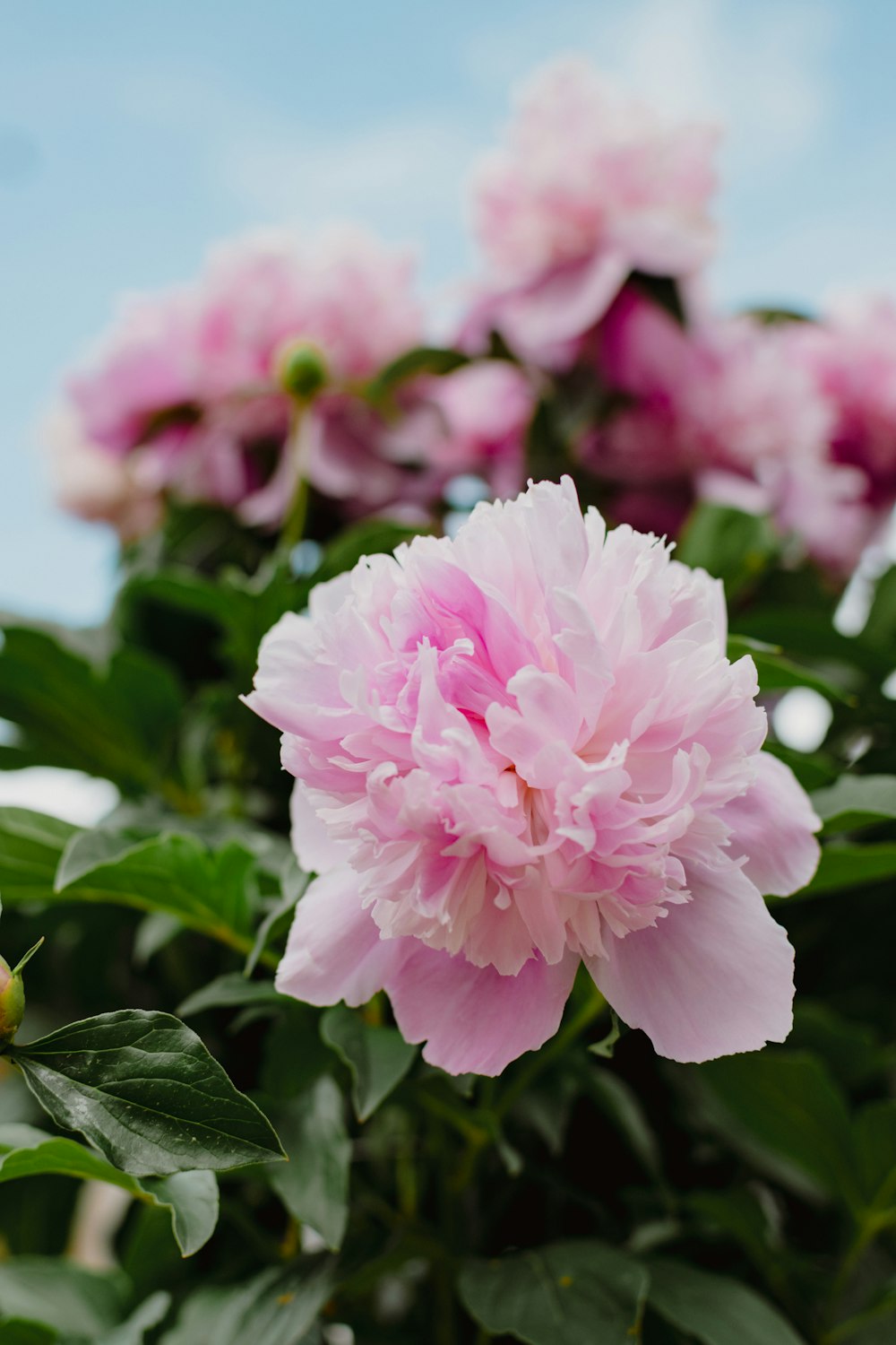 a close up of a flower