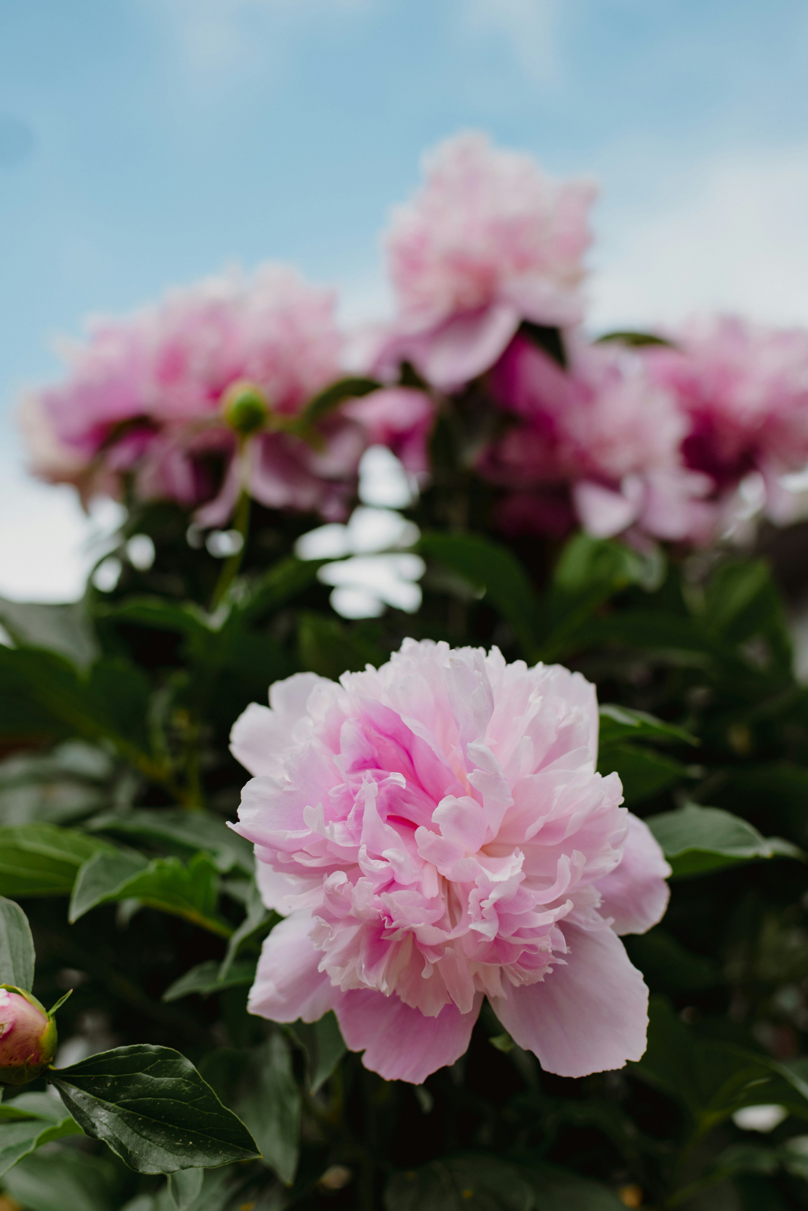 A group of pink flowers photo – Free Peony Image on Unsplash
