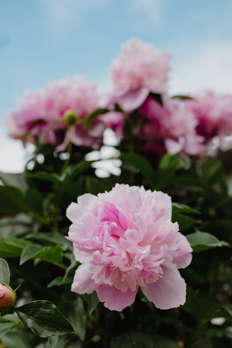 Cutii florale