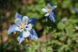 a close up of some flowers