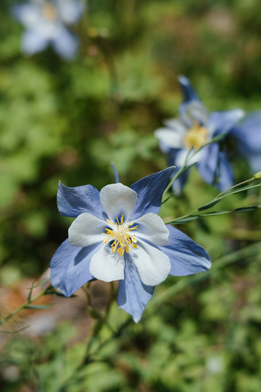 a close up of a flower