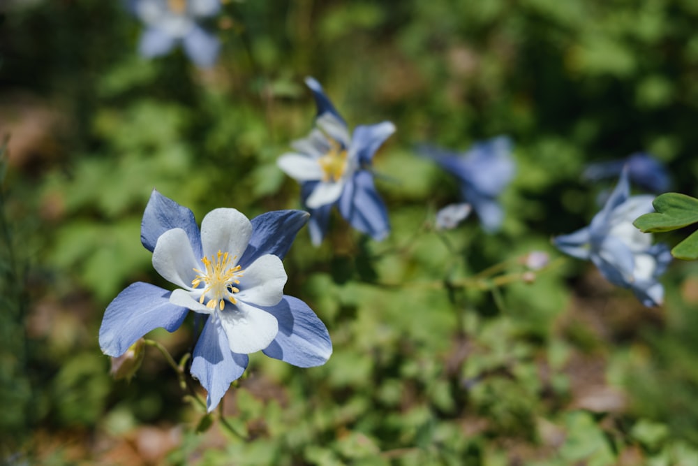 un groupe de fleurs bleues