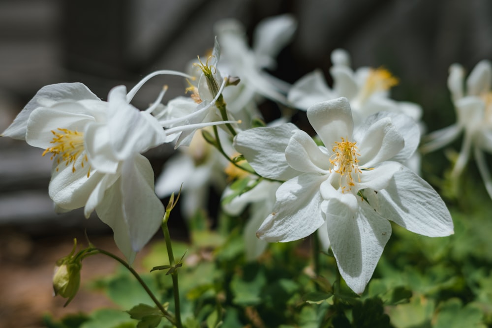 a close up of white flowers