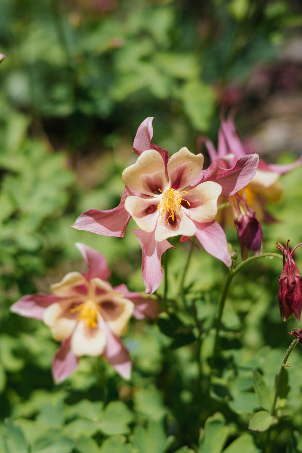 a close up of some flowers