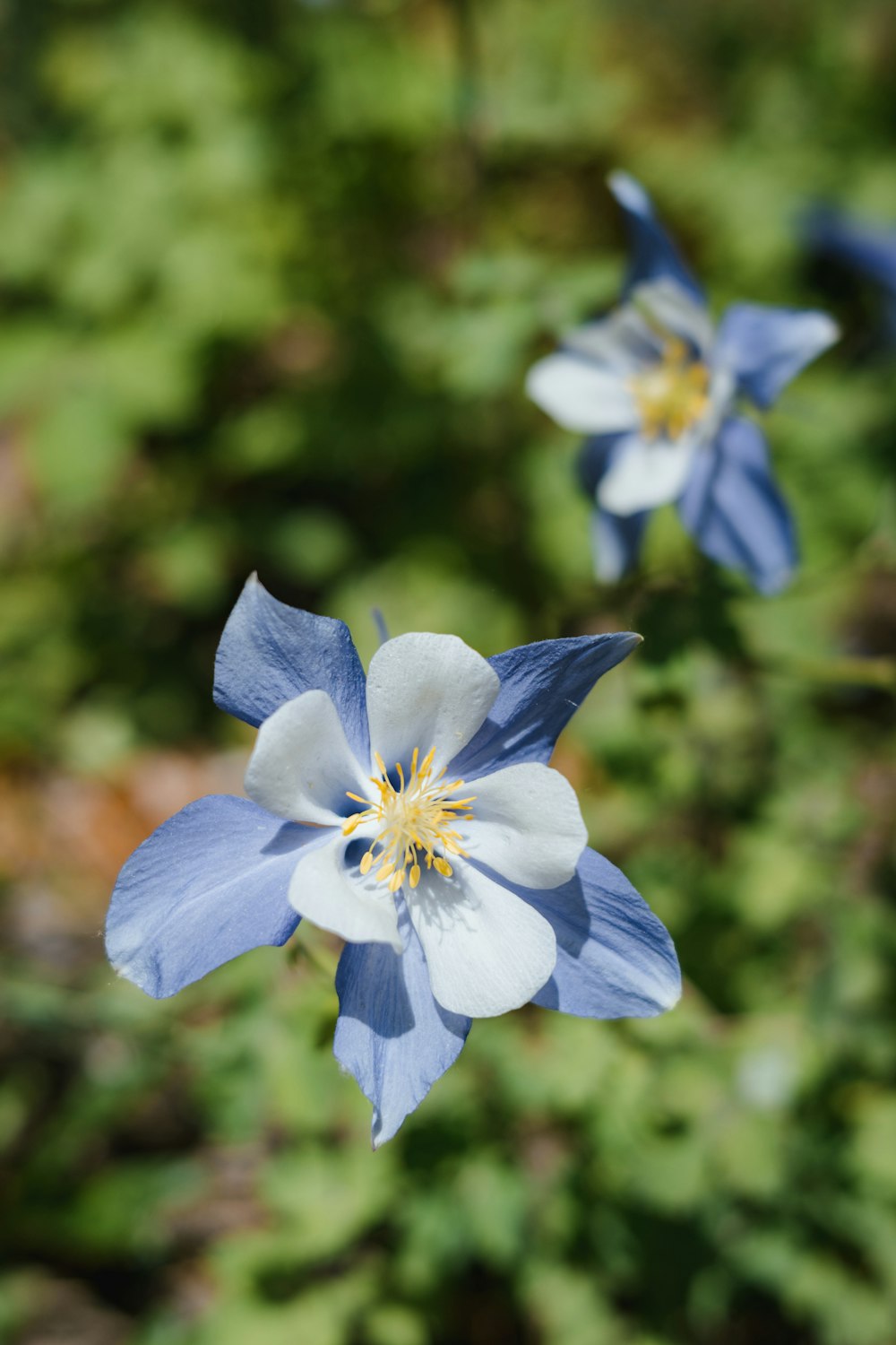 a close up of a flower