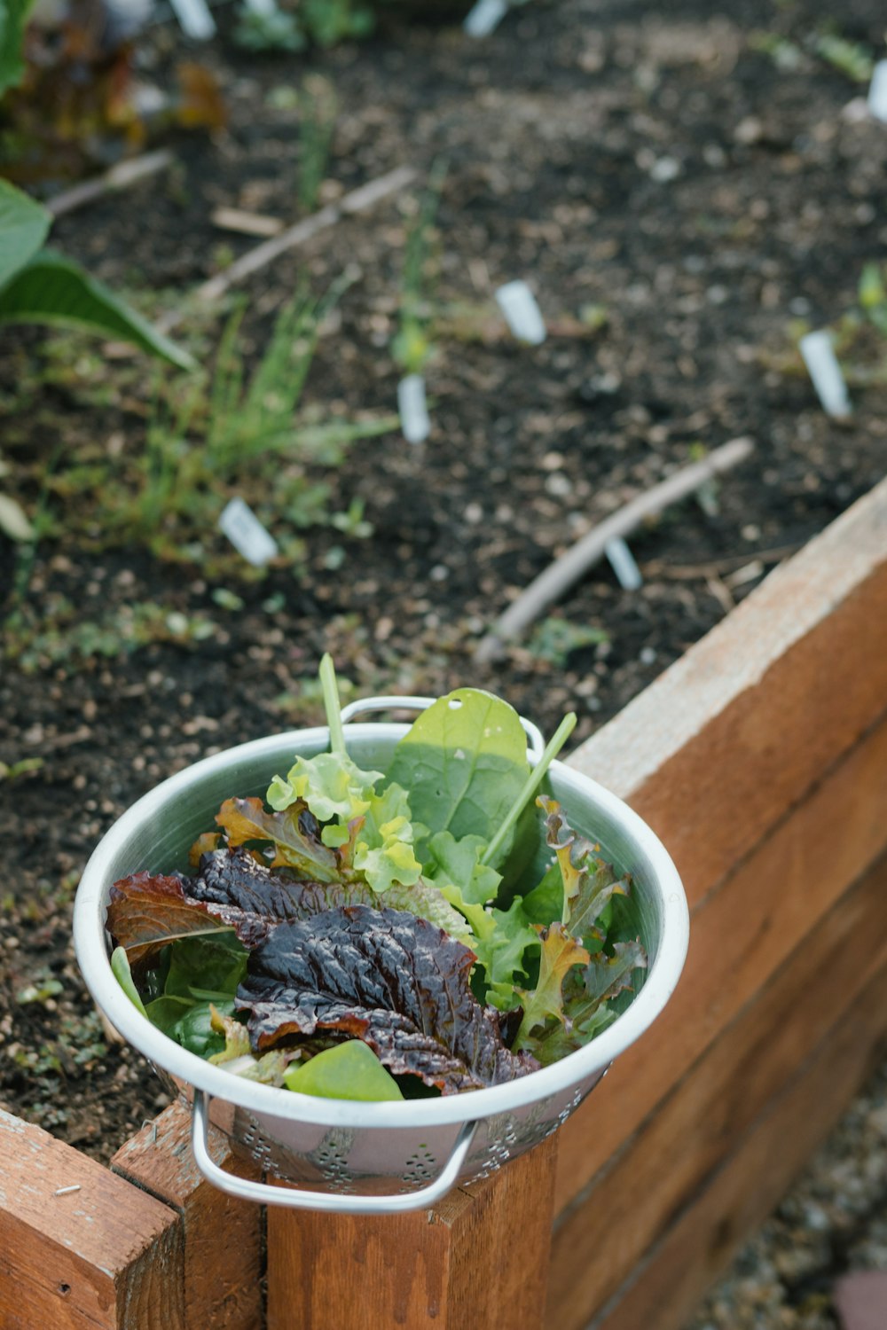 une plante en pot