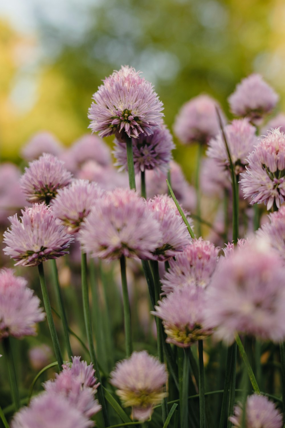 a group of flowers