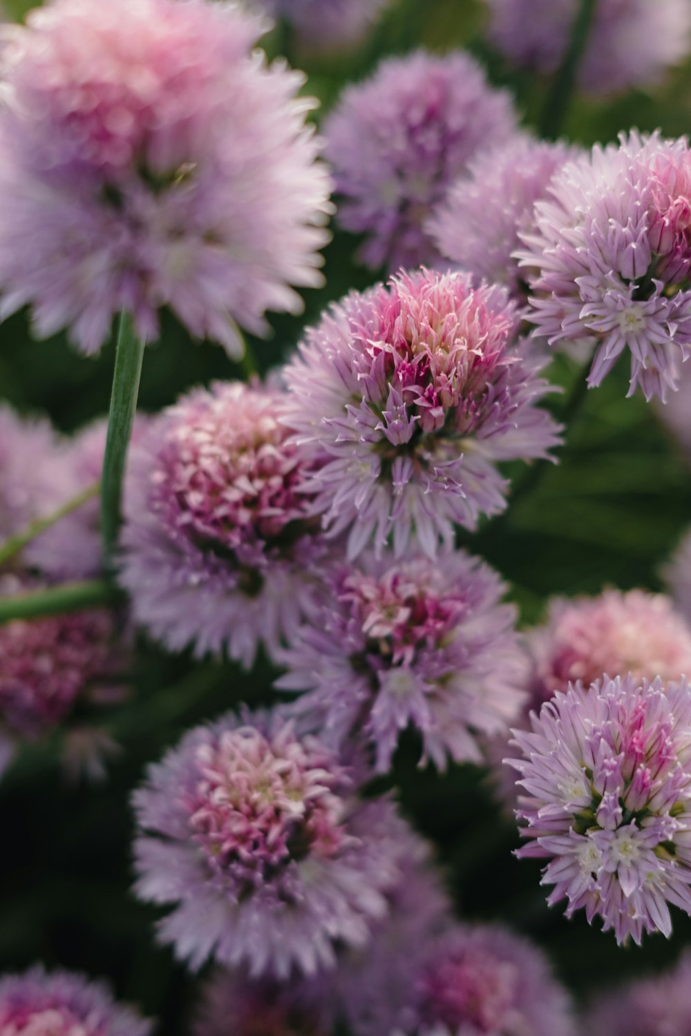 a group of flowers