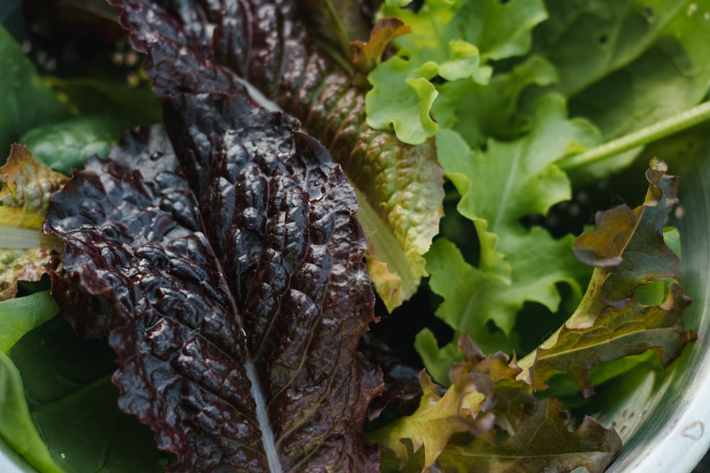 a plant with leaves