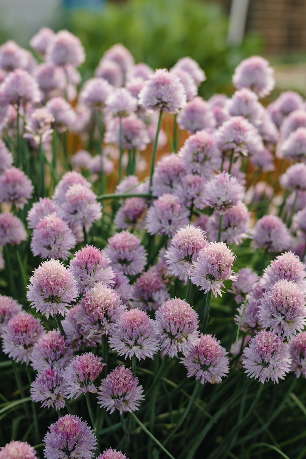 a close up of a flower with Hulda Klager Lilac Gardens in the background