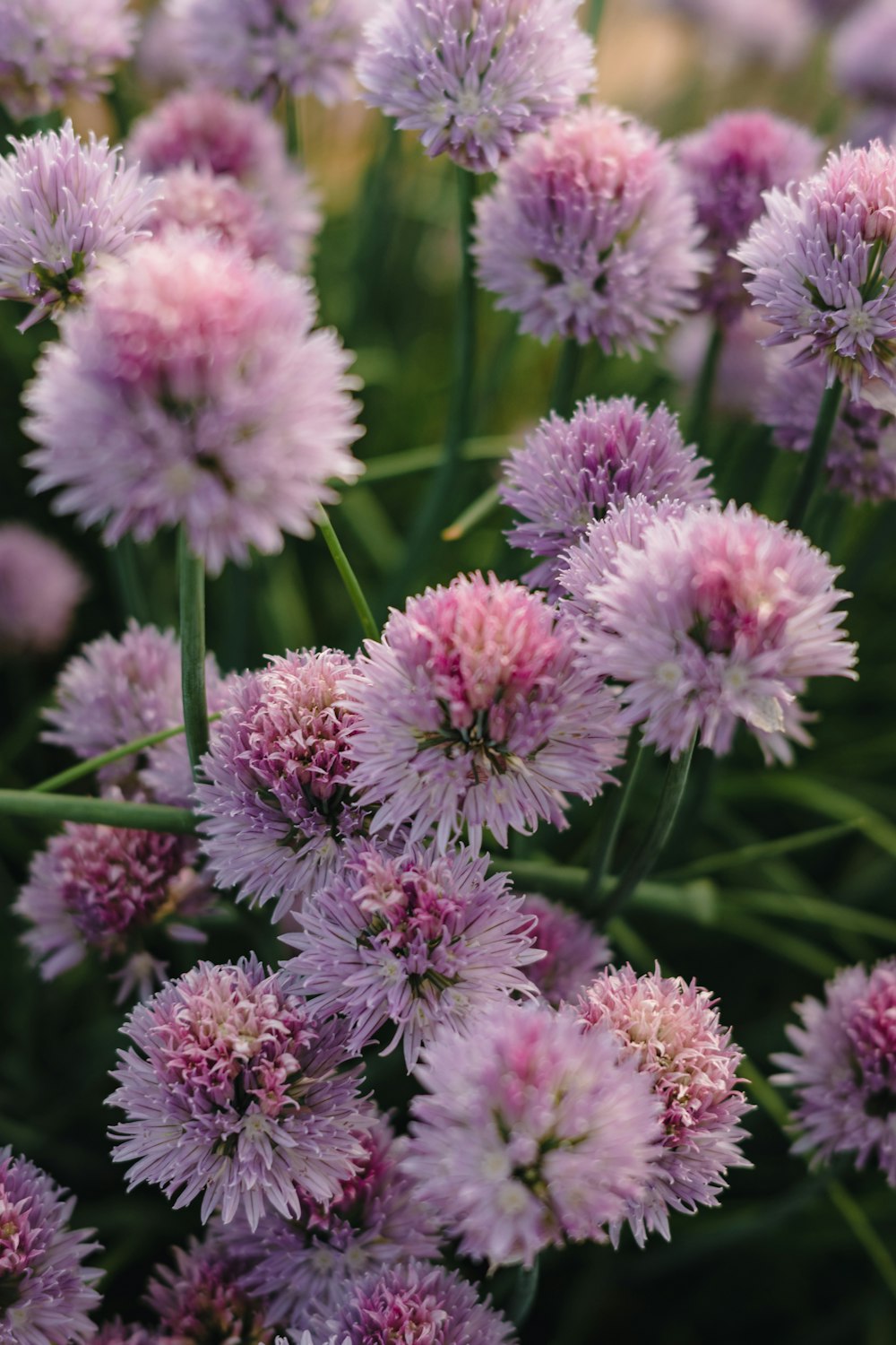 a group of flowers