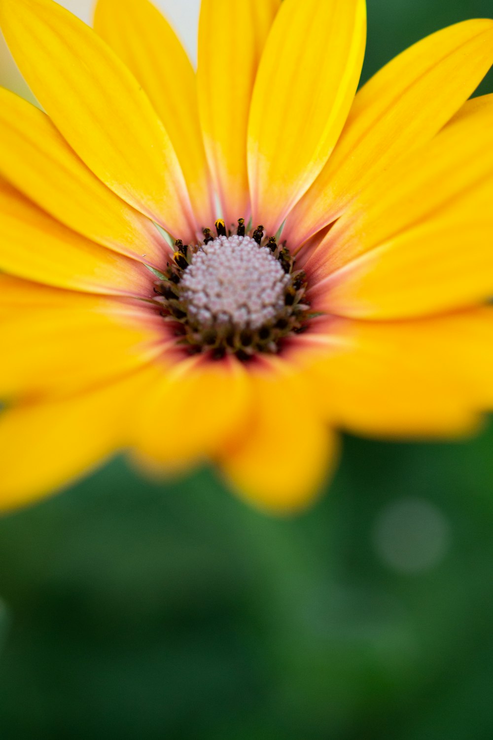 a close up of a yellow flower