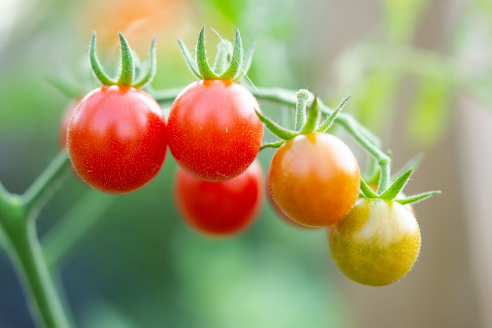 un groupe de tomates