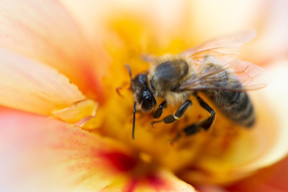 a bee on a flower