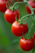 a close up of some tomatoes