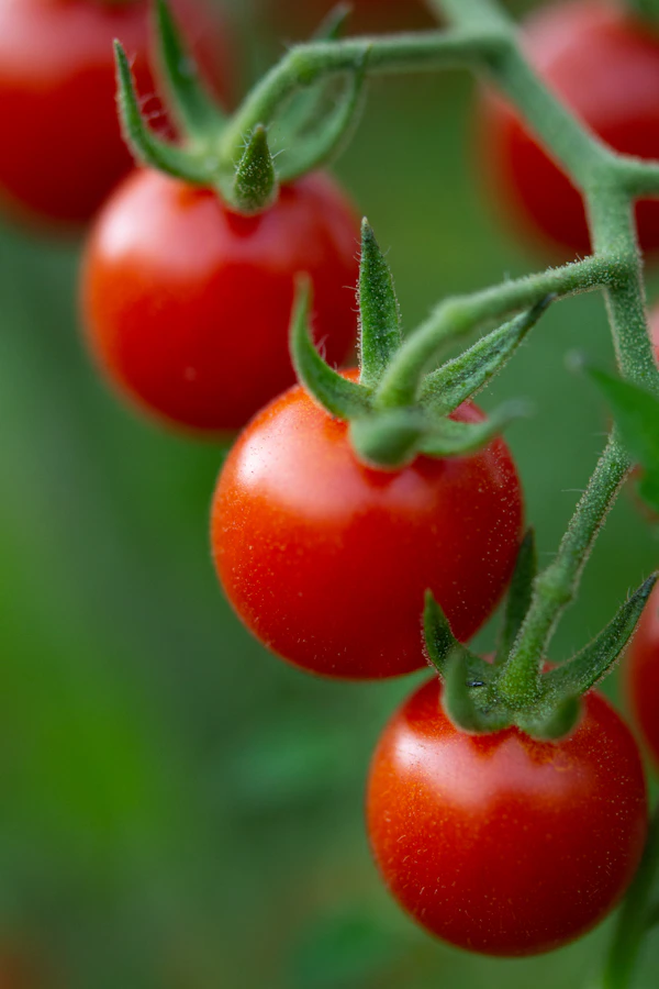 Tomatera con frutos rojos creciendo en maceta en un balcón