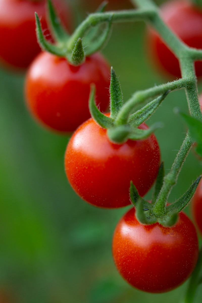 Tomates cherry creciendo en una maceta en el balcón