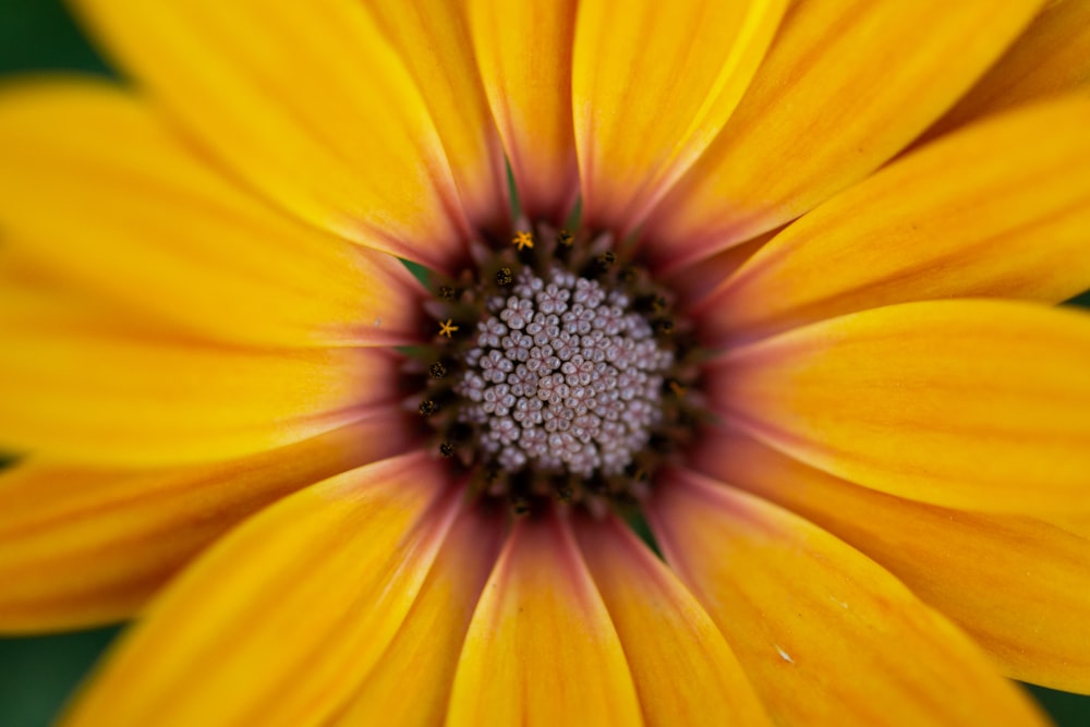 a close up of a yellow flower