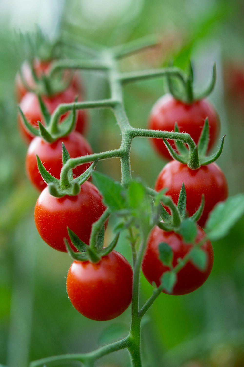 a group of tomatoes growing on a plant