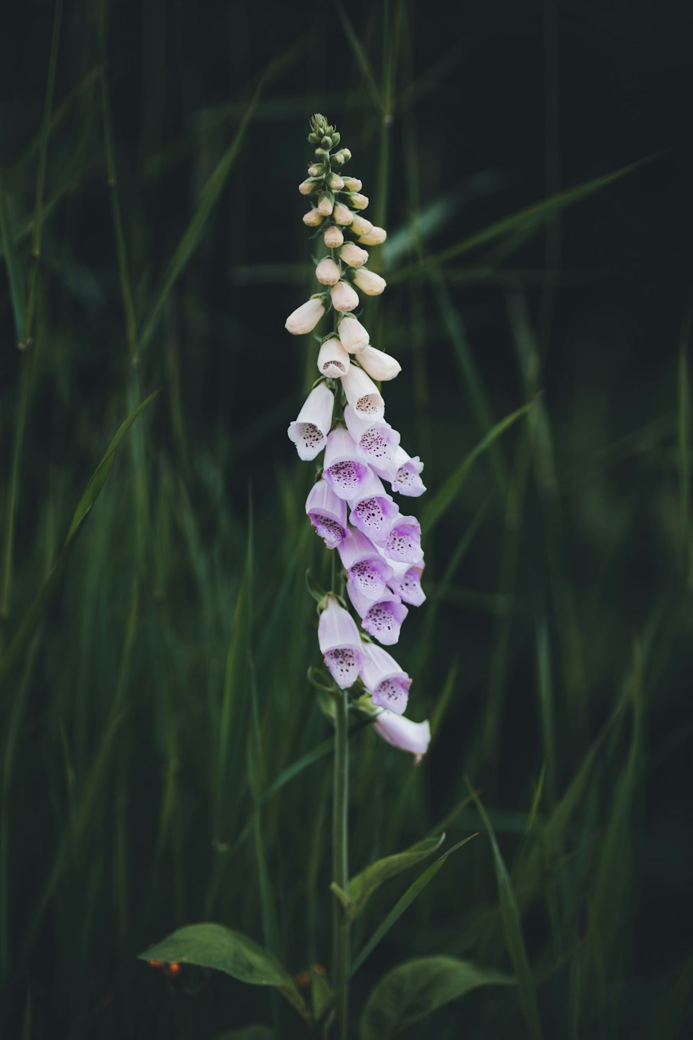 a close-up of a flower