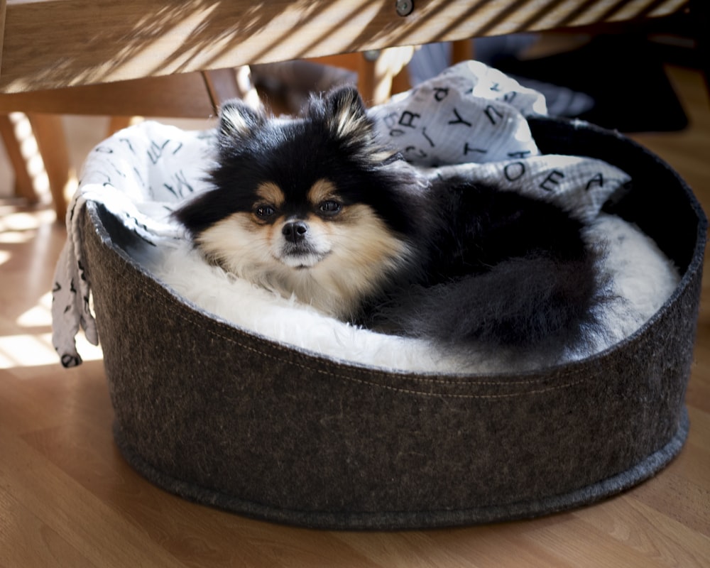 a dog in a dog bed